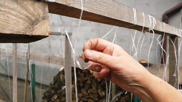 Как я подвязываю высокорослые томаты в открытом грунте. Рабочие будни. ?????