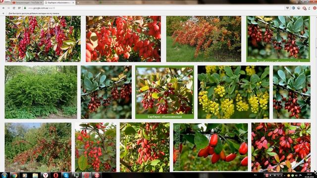 Барбарис обыкновенный (Berberis vulgaris) смотреть онлайн