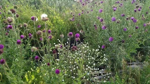 Заготовка дров и чистка пастбища. Жизнь за городом. смотреть онлайн