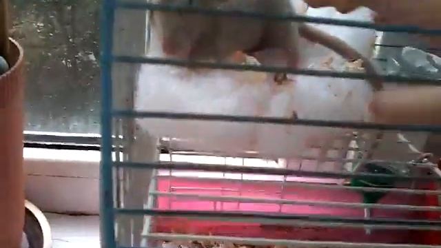 мой питомец ^_^ (декоративная крыса) смотреть онлайн