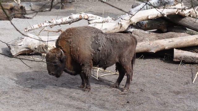 Sweden's Oldest Open-Air Museum and Zoo смотреть онлайн