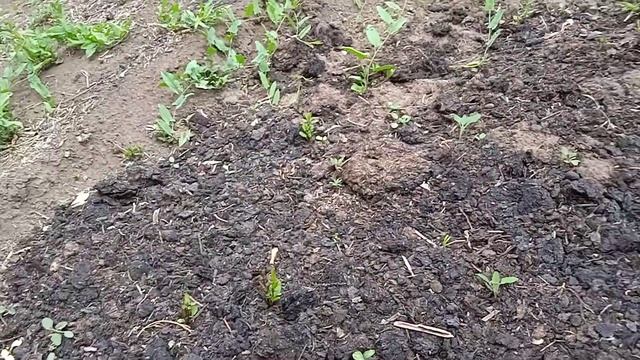 Обзор огорода в июне. Не поздно посадить кабачки. смотреть онлайн