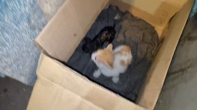 КОШКА ПОКАЗАЛА ГДЕ ТОНУЛ ЕЕ КОТЕНОК, ТО ЧТО ПРОИЗОШЛО ДАЛЬШЕ МОЖНО НАЗВАТЬ ТОЛЬКО ЧУДОМ? смотреть онлайн