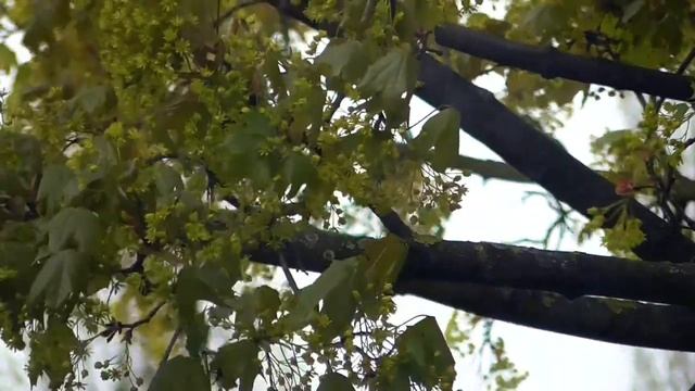 Голубиные бои на дереве из-за самки. Дерутся вяхири. Сюжет #7 смотреть онлайн