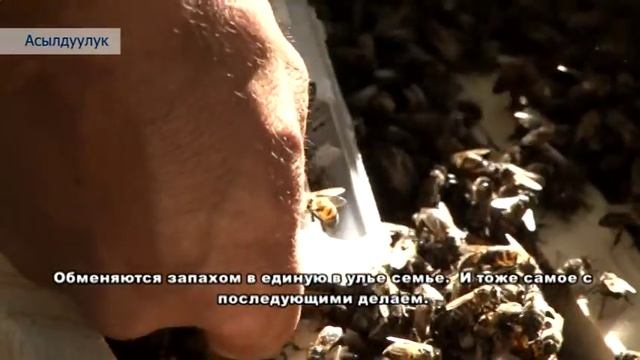 Бал аарычылык боюнча видеокурс ПРООН Ош