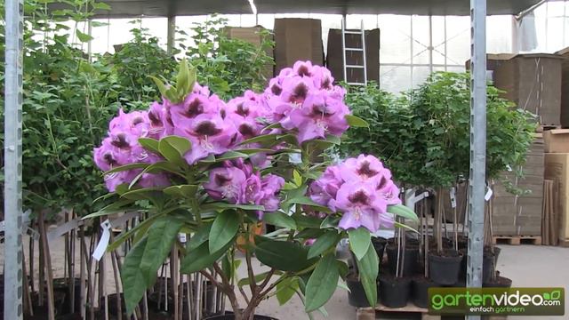 Rhododendron Hybride Bariton