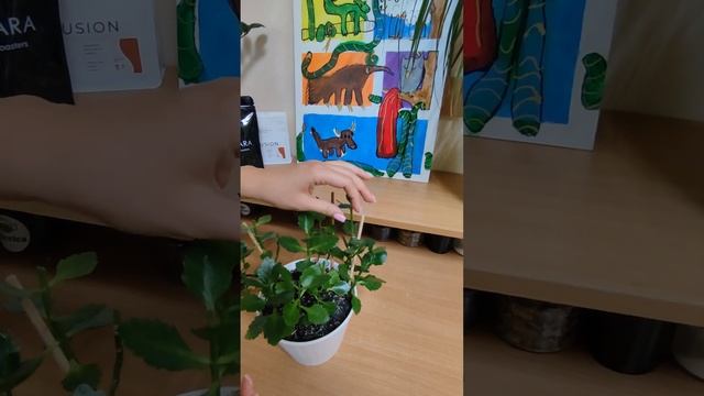 Каланхоэ (каланхое) - как обрезать, чтобы цвел 3 раза в год смотреть онлайн