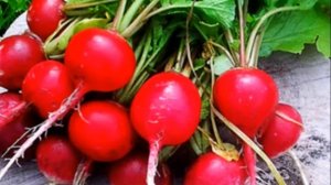 Выращивание редиса в теплице