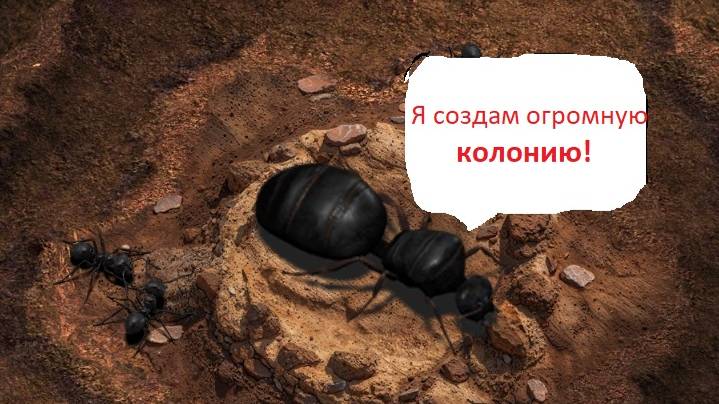 Первые шаги к созданию великой колонии | THE ANTS