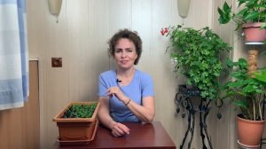 РОМАШКА. Как посадить Ромашку. Ромашковое Поле дома.