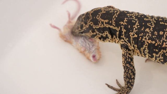Tegu eats mouse in 4K60 смотреть онлайн