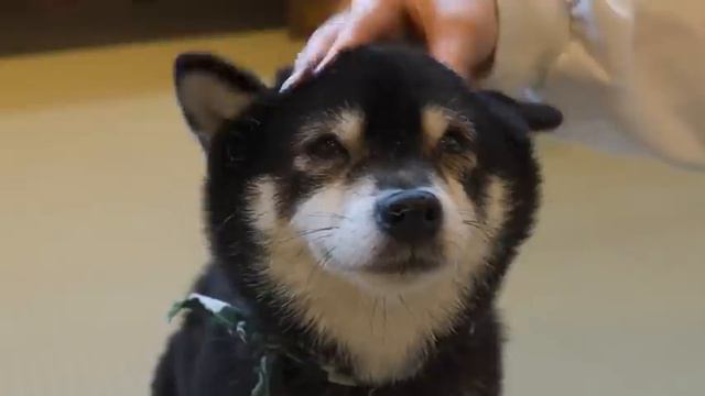 Visiting Shiba Inu Dog Cafe in Kamakura, Japan | Mameshiba Cafe Kamakura смотреть онлайн