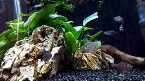 Акваскейп Кубик 100 литров