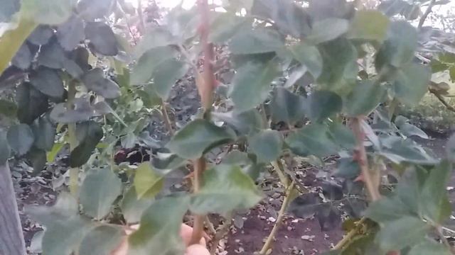 РОЗА ОСТИНА ТРАНКВИЛИТИ И ТО, КАК ОНА ВЕДЕТ СЕБЯ НА ЮЖНОМ СОЛНЦЕ смотреть онлайн