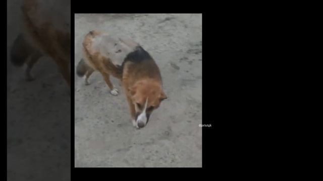 Трезор волок за собою задние лапы смотреть онлайн