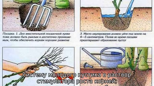 Роза Вильям Моррис смотреть онлайн