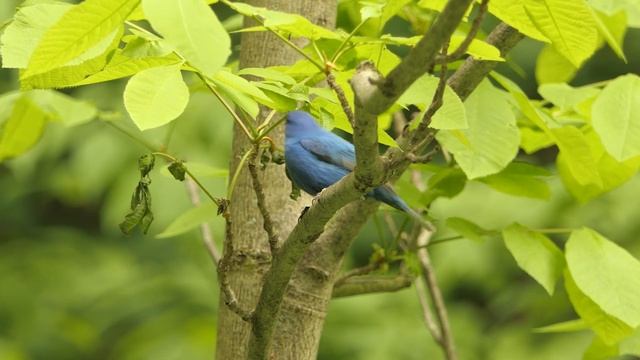 лечебная музыка для сердца и сосудов, релакс, музыка для сна | Расслабляющая музыка смотреть онлайн