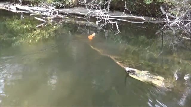 Оказывается бывает и такое. БЕЛКА ПЛАВАЕТ!!! смотреть онлайн