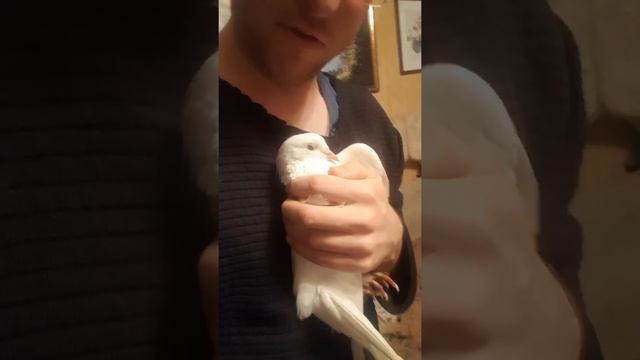 Усыновил уличного голубя смотреть онлайн