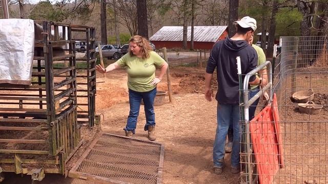 Meishan Pig Loading Technique смотреть онлайн