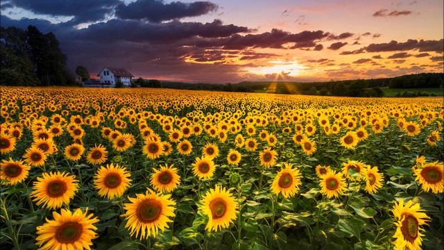 Henry Mancini - Sunflower/I Girasoli - Loss of love смотреть онлайн