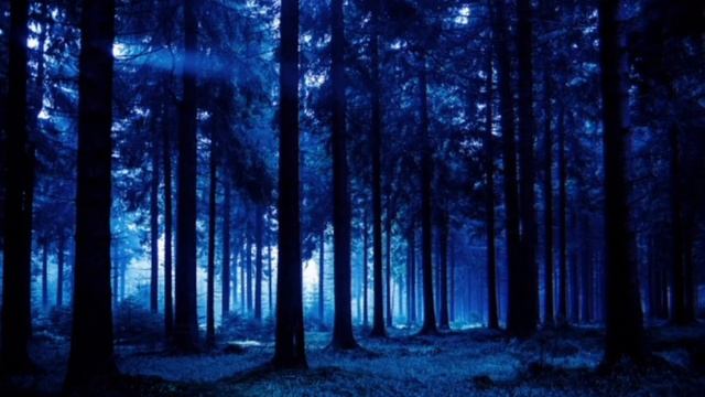 Шум ночного леса смотреть онлайн
