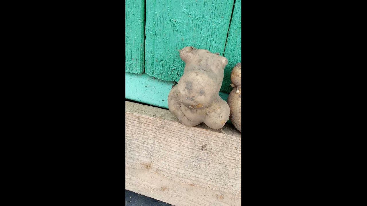 Чудеса картошки смотреть онлайн