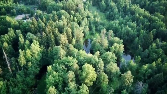 30 гектаров леса у деревни Сабурово власти приговорили к вырубке и застройке смотреть онлайн