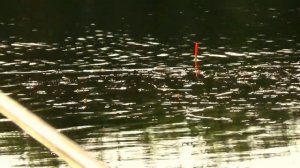 РЫБАЛКА В КРЫМУ,ИВАНОВКА,ЛЕТНЯЯ ПЛОТВА