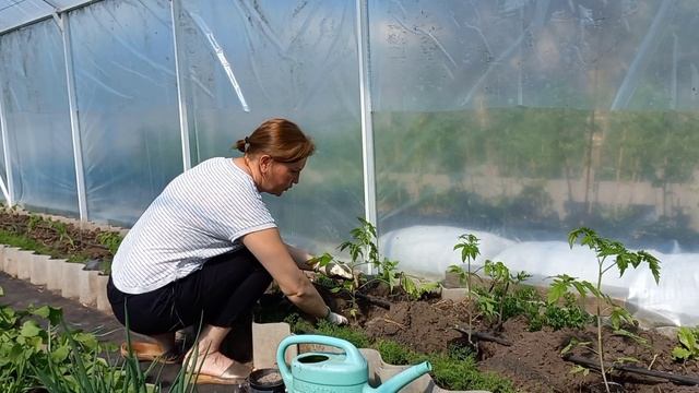 Простой способ высадки томатов в теплицу#томатывтеплице#помидор#рассадатоматов#огород#теплица#томат смотреть онлайн