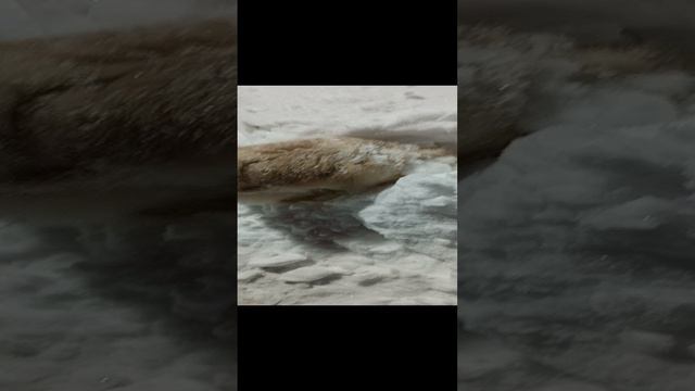 любимое дело шпица зимой 🛷