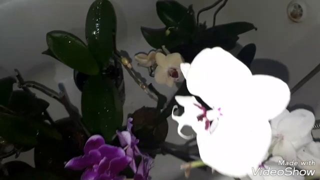 Обзор орхидей на 12.07.2018г. Орхидея Биг Лип Reyoung Edie White