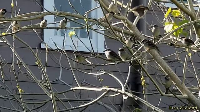 Воробушки.Как усыпить #котов своим чириканьем/#Cats and sparrows get along смотреть онлайн