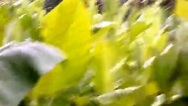 Табак 27 августа смотреть онлайн