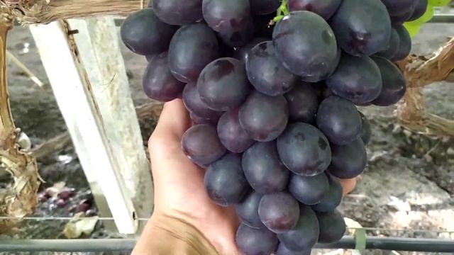 Матадор, Торнадо, Эверест -супер виноград. смотреть онлайн