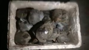 Леонардо , Донателло , Микеланджело и Рафаэль !