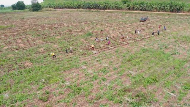 How to Grow Cassava and Harvest in My Village - Cassava Processing смотреть онлайн