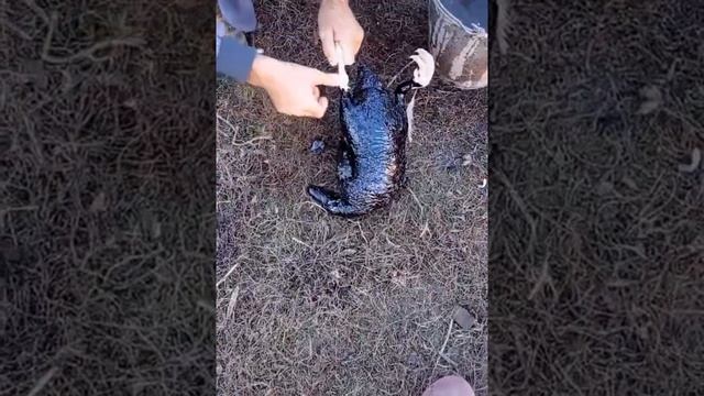 Быстрый способ очистить утку от перьев!) смотреть онлайн