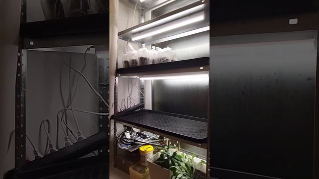 Стеллаж для рассады с подсветкой, разборный, установленный на подоконнике. смотреть онлайн