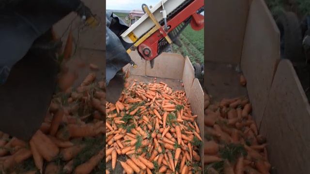 уборка моркови..Волгоград п.Ерзовка..2021г. смотреть онлайн