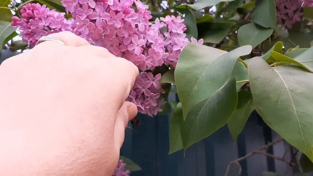 КУСТЫ СИРЕНИ. РАСЦВЕТ МАХРОВОЙ СИРЕНИ. смотреть онлайн