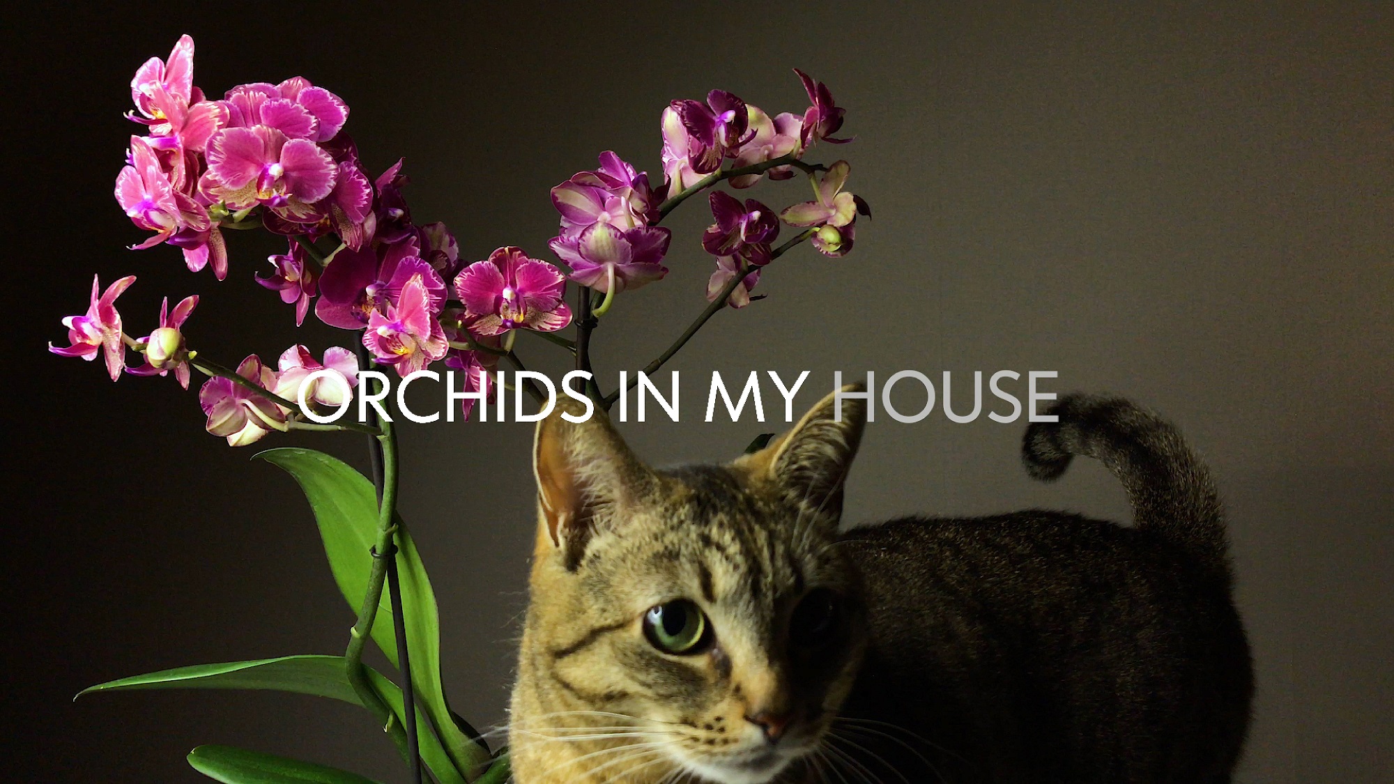 Орхидея Интрига | Orchid Intrigue | Обзор новой красавицы