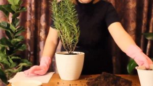 Пересаживаем розмарин или как вырастить розмарин в домашних условиях