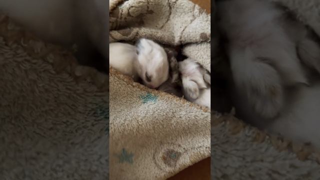 Крохи растут ???#rebbit #love #live #like #милаши #кроха #зая #любовь