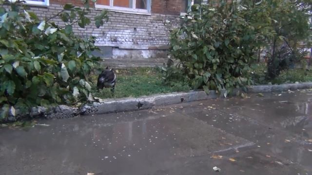 Амстафф вся правда о породе Amstaff American Staffordshire смотреть онлайн