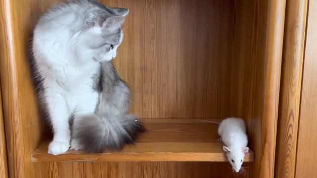 Польша!Ната уезжает в Краков?Стулья для Харьковчанок?Кот и крыса??давай дружить? смотреть онлайн