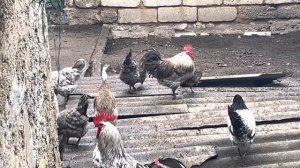 Сильверууд бью, как одна из самых продуктивных пород курей