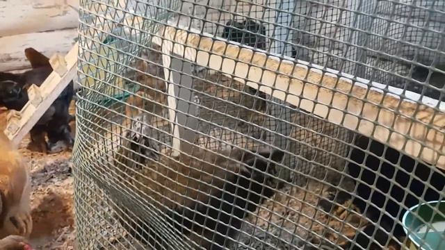 Куриный лазарет часть 1 смотреть онлайн