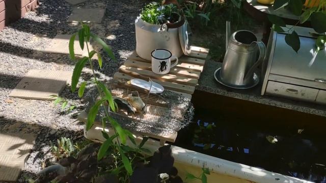 Выпуск 53. Вторая жизнь для старой ванны. смотреть онлайн