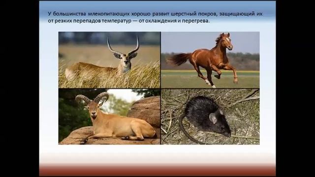 Внешнее строение млекопитающих. Среды жизни и места обитания. Биология 7 класс. смотреть онлайн
